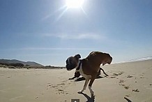 (Vidéo) Un chien à deux pattes s'éclate à la plage